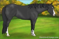 Horse Color:Black Sabino 