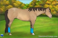 Horse Color:Amber Champagne 