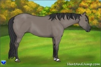 Horse Color:Grullo 