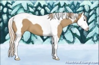 Horse Color:Red Dun Splash Tobiano 