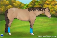 Horse Color:Amber Champagne