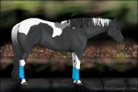 Horse Color:Black Tobiano 