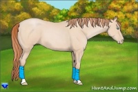 Horse Color:Buckskin Pearl 