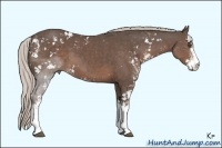 Horse Color:Silver Black Sabino 
