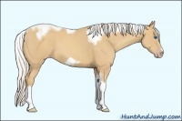 Horse Color:Unknown 