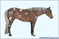 Horse Color:White Spotted Silver Black