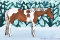 Horse Color:Silver Bay Tobiano