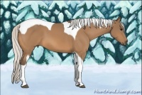 Horse Color:Silver Buckskin Tobiano 