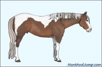 Horse Color:White Spotted Silver Black Splash Tobiano