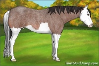 Horse Color:Bay Roan Splash 