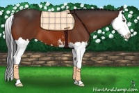 Horse Color:Bay Sabino Splash