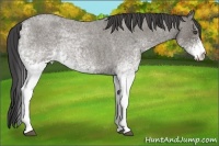 Horse Color:White Spotted Smoky Grullo Roan 