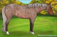 Horse Color:Silver Bay Roan