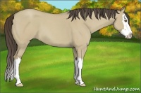 Horse Color:Classic Cream Champagne Roan Dun Splash 