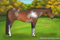 Horse Color:White Spotted Bay Rabicano