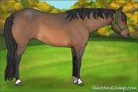 Horse Color:Buckskin Roan 