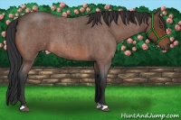 Horse Color:Bay Roan 