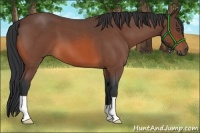 Horse Color:Bay Roan 