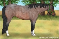 Horse Color:Bay Roan 