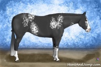 Horse Color:White Spotted Black Splash Rabicano