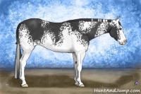 Horse Color:White Spotted Black Splash Rabicano