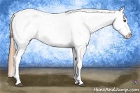 Horse Color:White Spotted Grullo Pearl Splash Tobiano Appaloosa Rabicano 