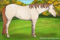 Horse Color:Buckskin Pearl Dun Frame Rabicano 