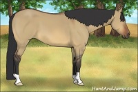 Horse Color:Bay Dun 