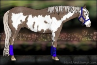 Horse Color:Silver Black Sabino Splash Frame 