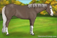Horse Color:Silver Black Sabino Splash 