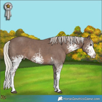 Horse Color:White Spotted Silver Black Sabino Splash 
