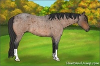 Horse Color:Unknown 