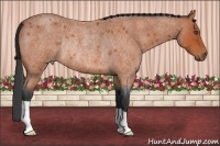 Horse Color:Bay Roan Rabicano
