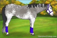 Horse Color:White Spotted Grullo Ice Sabino Splash