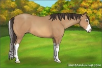 Horse Color:Amber Champagne Sabino Splash Frame 