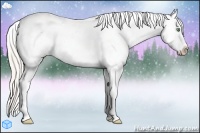 Horse Color:White Spotted Silver Classic Champagne Ice Dun Sabino Splash Frame Appaloosa Rabicano 