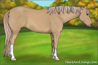 Horse Color:Palomino 