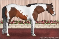 Horse Color:Bay Sabino Tobiano 
