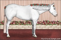 Horse Color:Chestnut Appaloosa
