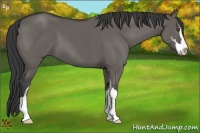 Horse Color:Grullo Sabino 