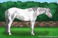 Horse Color:White Spotted Smoky Black Tobiano 