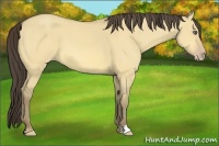 Horse Color:Amber Cream Champagne Dun 