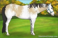 Horse Color:White Spotted Buckskin Dun