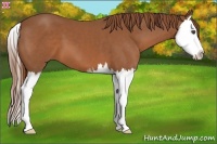 Horse Color:Chestnut Sabino Splash