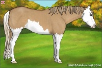 Horse Color:Red Dun Sabino Splash