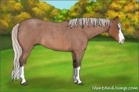 Horse Color:Silver Bay Roan Splash 