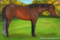 Horse Color:Bay Sabino 