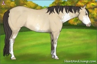 Horse Color:Amber Cream Champagne Dun Sabino Rabicano