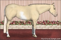 Horse Color:White Spotted Gold Cream Champagne 