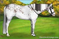 Horse Color:White Spotted Bay Roan Splash